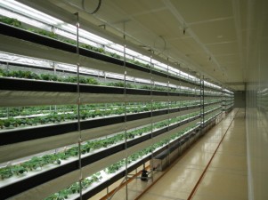 苗の植え付けが完了した藤枝事業所の完全制御型植物工場