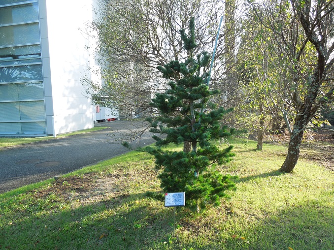 The Pinus parviflora planted on the premises