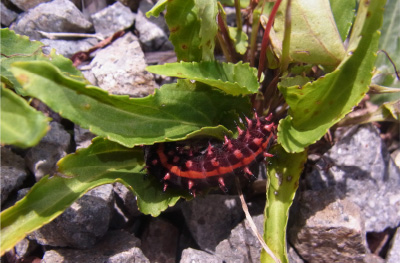 Larva of Argyreus hyperbius