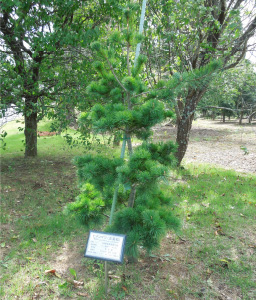Japanese white pine on Bosokyuryo Hill