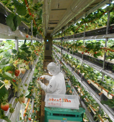 Inside the plant factory