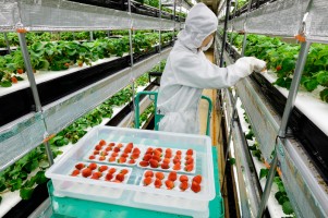 完全制御型植物工場(日清紡ホールディングス 藤枝事業所)でのイチゴ栽培の様子