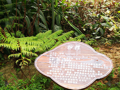 Cyathea spinulosa