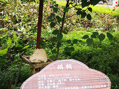 Davidia involucrata