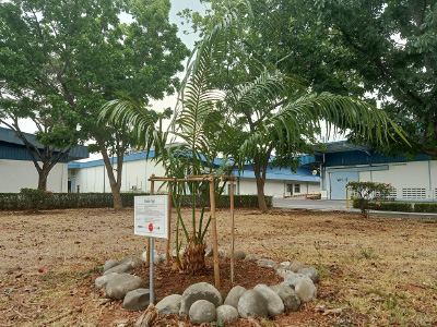 Cycas Javana planted in Karawang