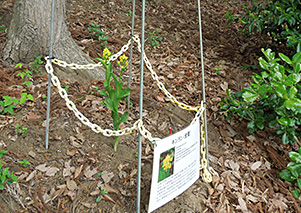 Protection of Cephalanthera falcata (Thunb.) Blume