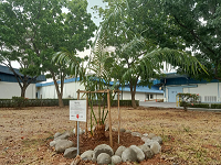 Tree planting and conservation activities