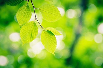 Investor Relations Nisshinbo Holdings Inc. Website