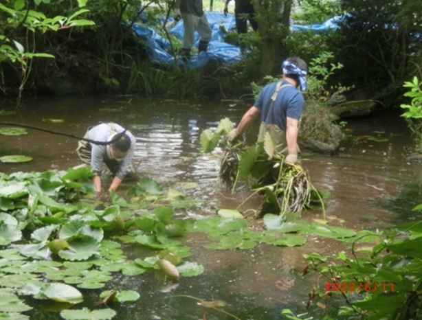 mExtermination of alien water lilies