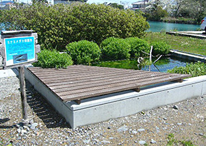 Pond for preserving Japanese rice fish