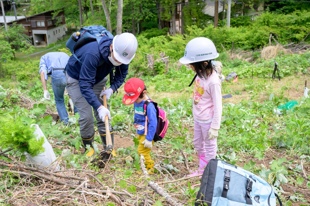 Planting larch saplings
