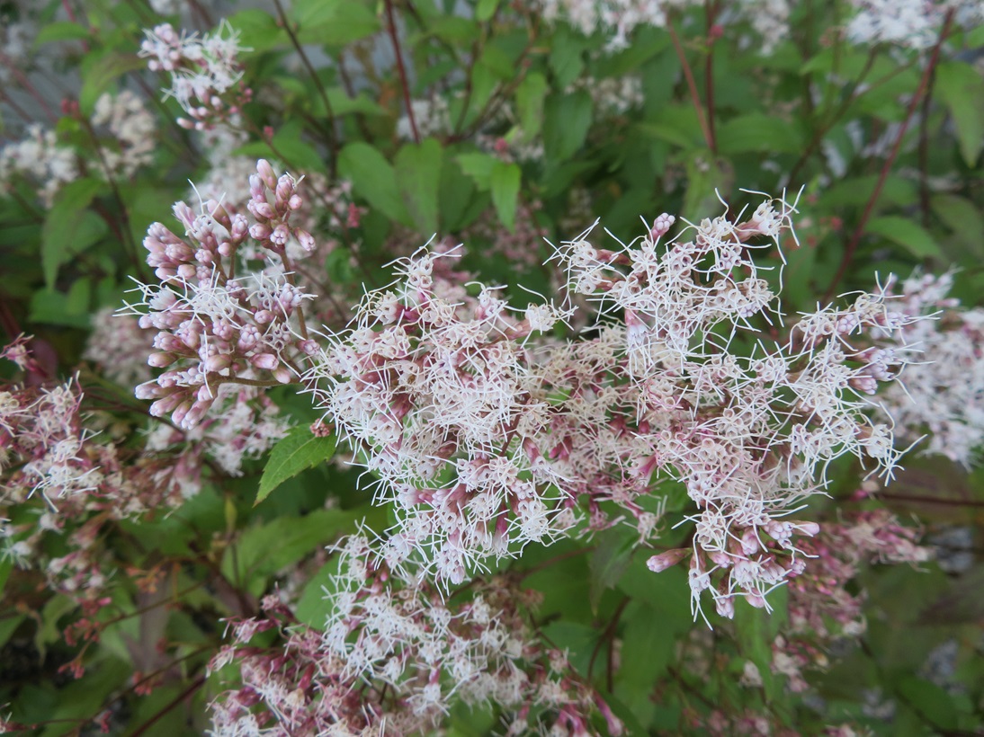 Thoroughwort