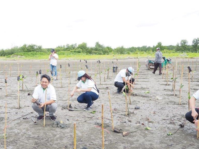 Mangrove Plantation
