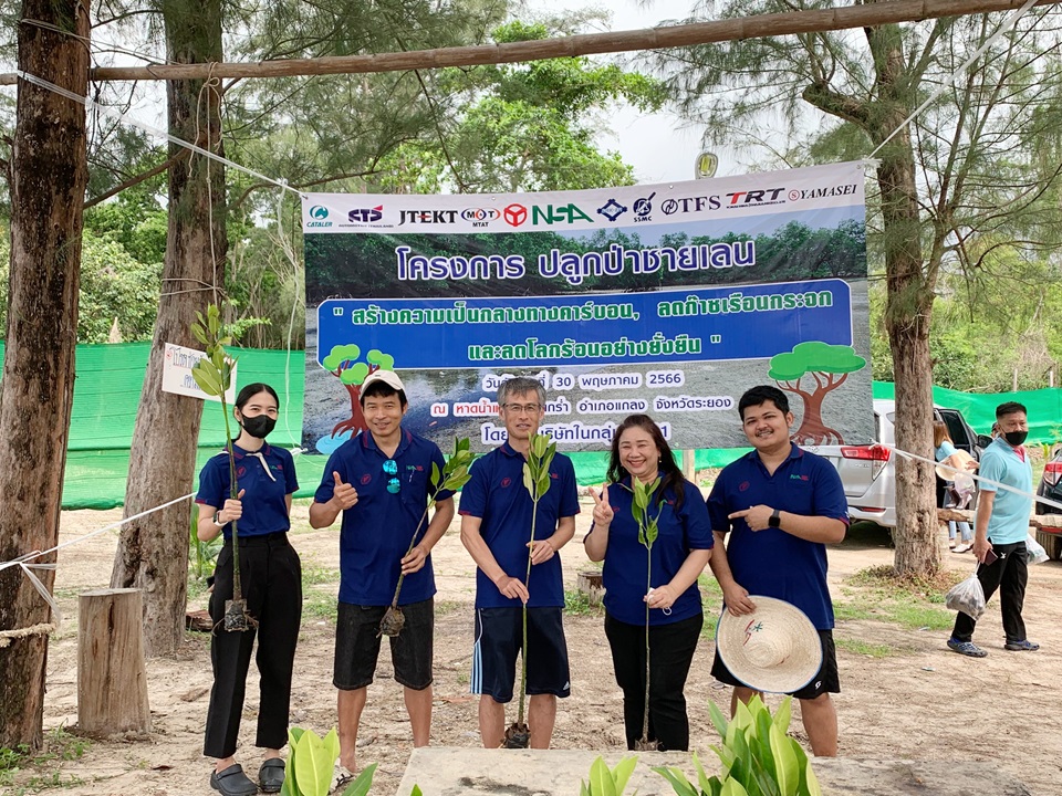 With Mangrove saplings