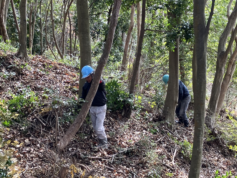 Tree thinning operation