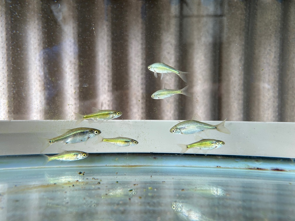 Golden venus chub