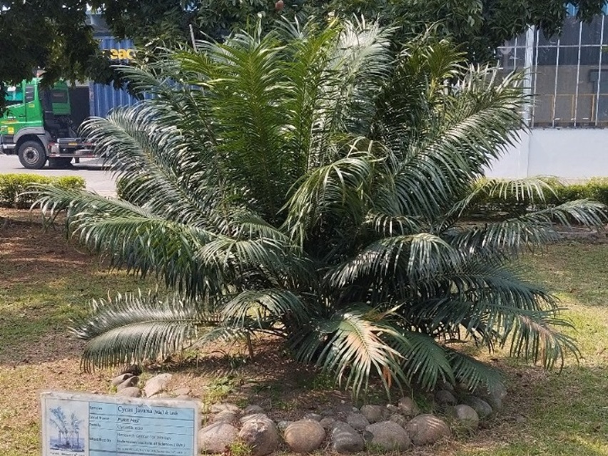 Cycas Javana