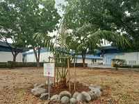 Cycas Javana at the time of planting in 2019