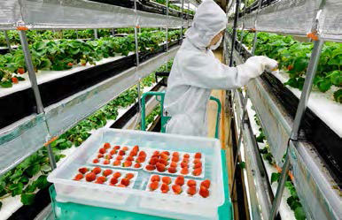 Strawberry cultivation at a plant factory