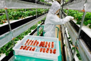 完全制御型植物工場（日清紡ホールディングス 藤枝事業所）でのイチゴ栽培の様子