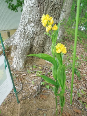 中央研究所敷地内に自生するキンラン（4月16日撮影）