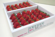APOLLOBERRY® strawberries grown at Fujieda Plant