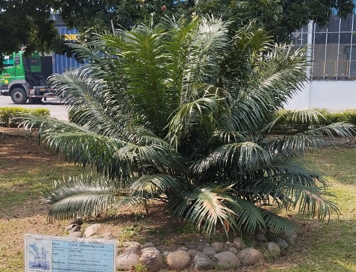 植樹・保全活動
