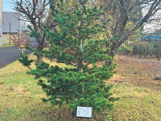 植樹・保全活動