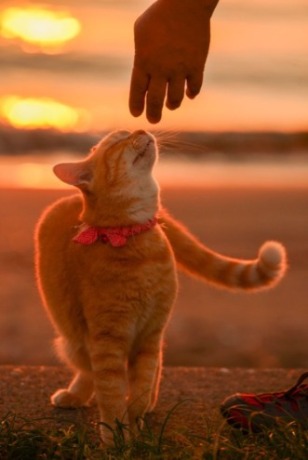 「猫と散歩」(テーマ:心の安らぎ)