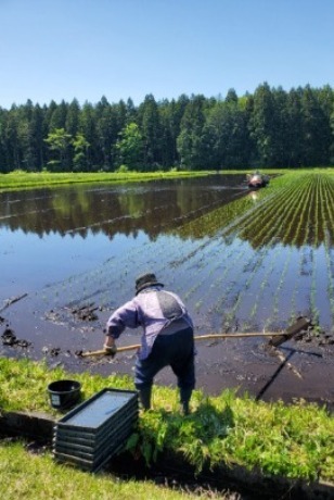 「田植え 母93歳」(テーマ:食の楽しみ)